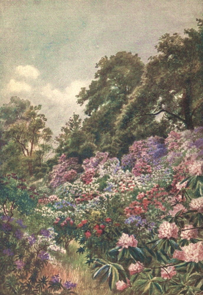 Kew Gardens 1908 The Rhododendron Dell Canvas Art - Thomas Mower Martin (24 x 36)