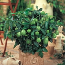Key Lime Tropical Citrus Fruit Tree, Grown in a 6 inch pot (1-Pack)