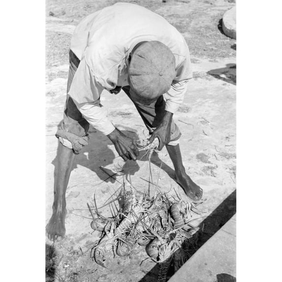 Key West Fisherman 1938. Na Fisherman With Lobsters In Key West Florida. Photograph By Arthur Rothstein 1938. Print