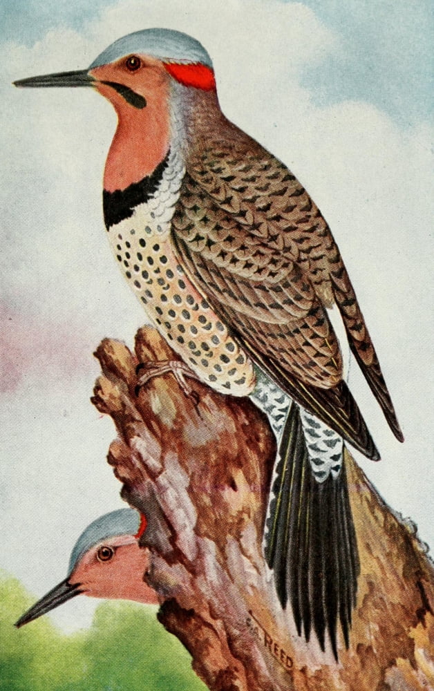 Key to N Am Birds 1903 Flicker Canvas Art - C Reed (18 x 24)