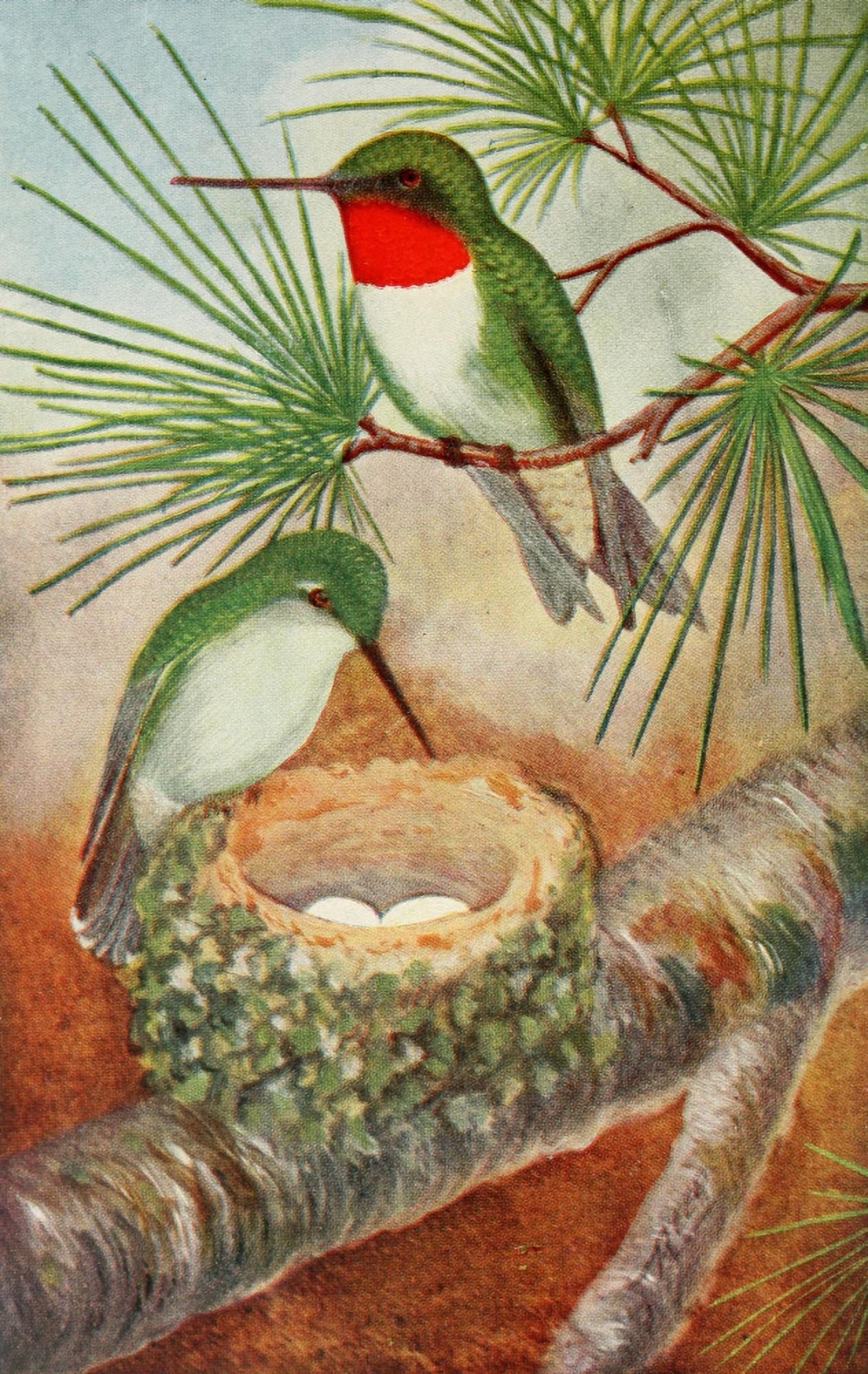 Key to N Am Birds 1903 Ruby-thr Humming bird Canvas Art - C Reed (24 x 36)