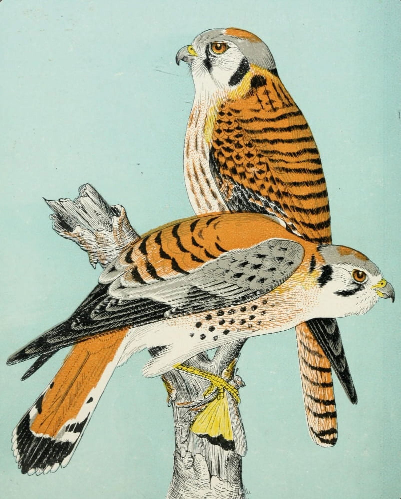 Key to N Am Birds 1903 Sparrow Hawks Canvas Art - C Reed (18 x 24)