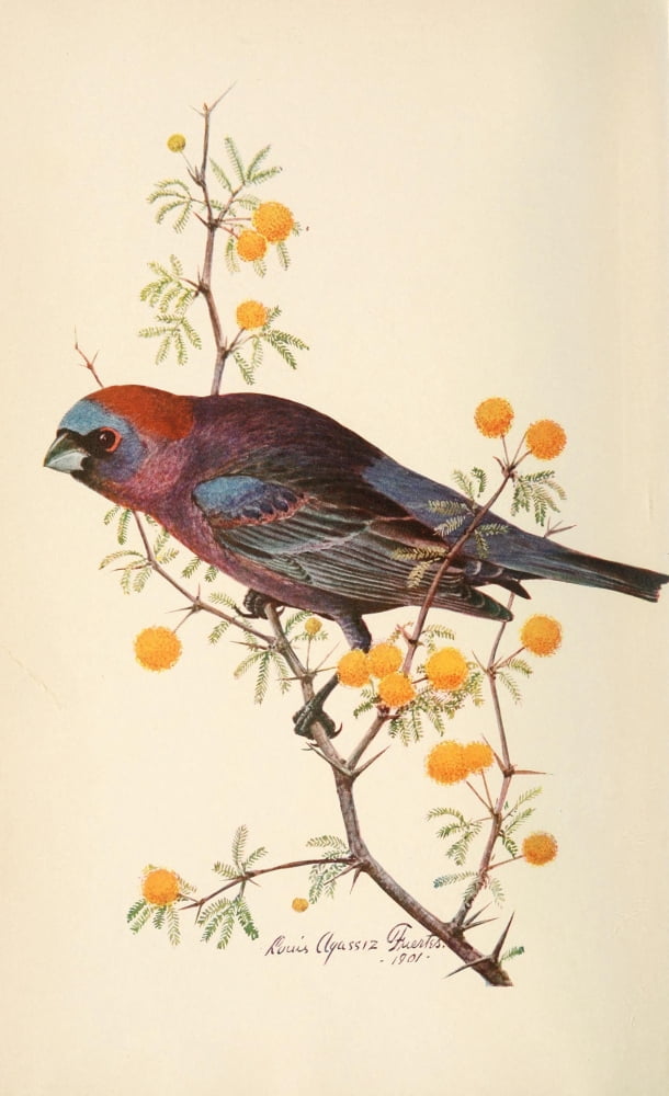 Key to North American Birds 1903 Varied Bunting Canvas Art - LA Fuertes (18 x 24)