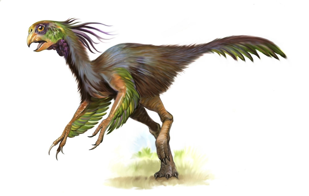 Khaan oviraptor with beautiful feathers Canvas Art - Jan SovakStocktrek Images (18 x 11)