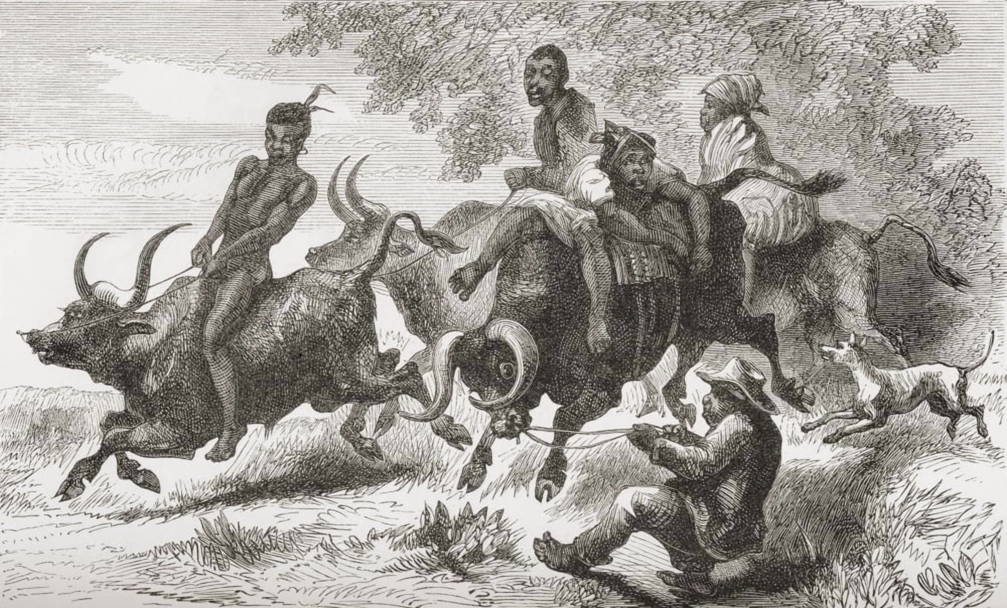 Khoisan Natives Riding Pack Oxen In Africa In The 19Th Century From Africa By Keith Johnston Published 1884 Canvas Art - Ken Welsh Design Pics (18 x 11)