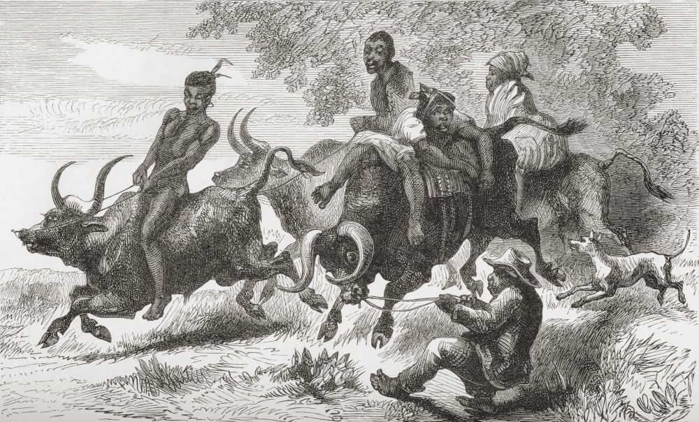 Khoisan Natives Riding Pack Oxen In Africa In The 19Th Century From Africa By Keith Johnston Published 1884 Canvas Art - Ken Welsh Design Pics (36 x 22)