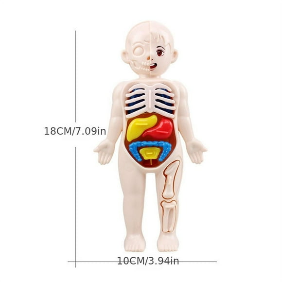 Kid Montessori 3D Puzzle Toy, Human Body Anatomy Model Educational Learning Organ Assembled Toy, Teaching Tool For Children