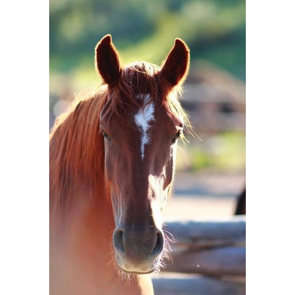 Kid's Equine Photography Book: Volume One, (Paperback)
