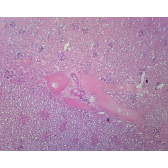 Kidney, Human; Section by Go Science Crazy