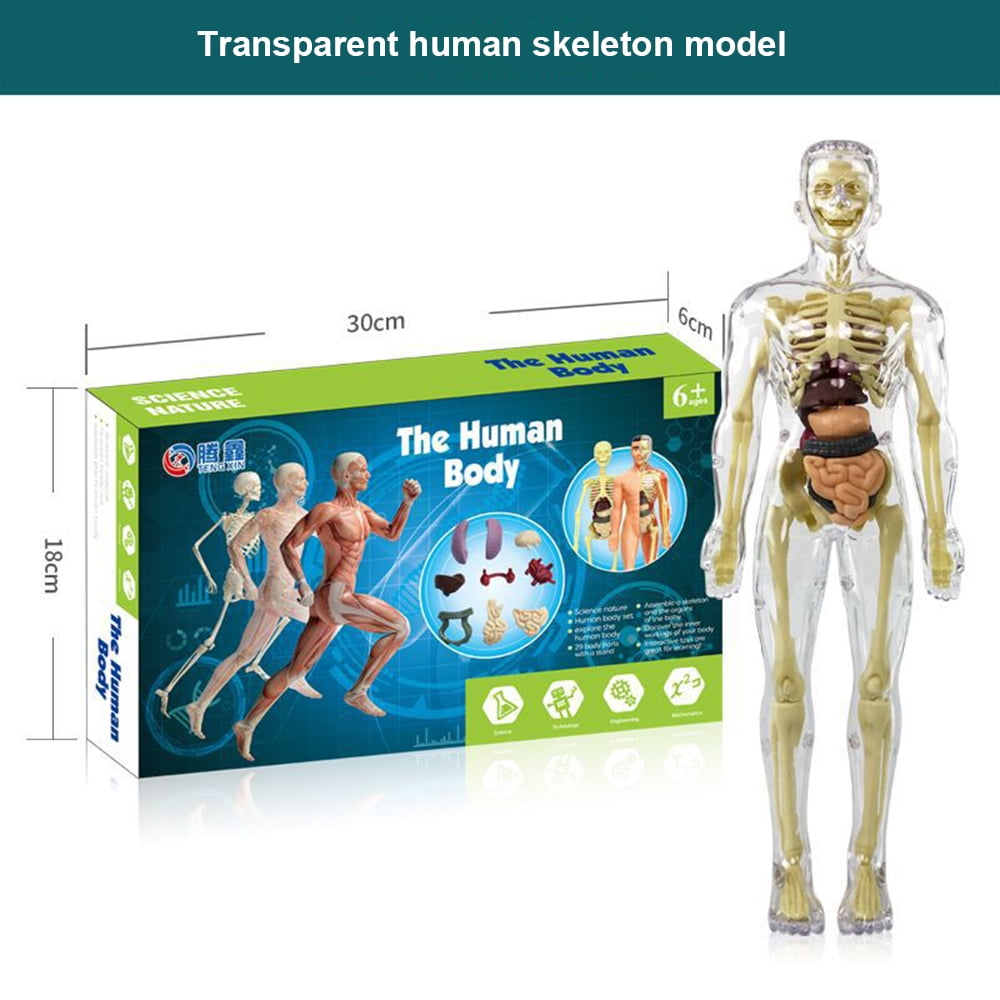 Kids Anatomy Toys Interactive Human Body Model, DIY Assembled Human