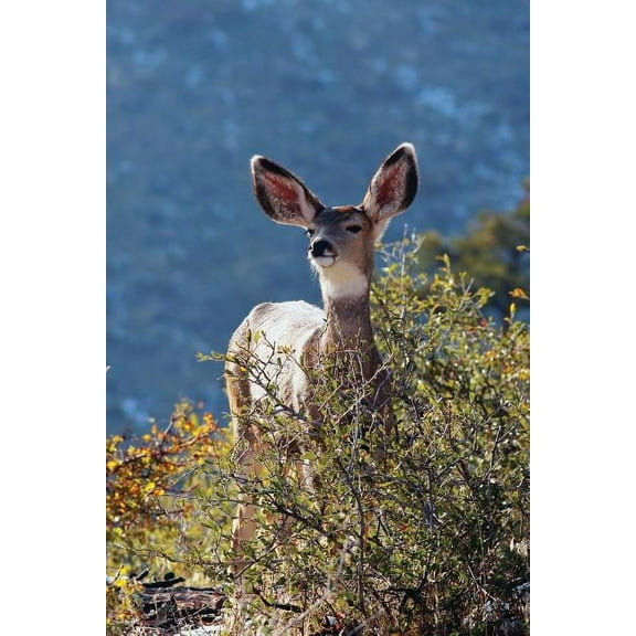Kids Deer Journal: Rocky Mountain Mule Deer Journal or Notebook, (Paperback)