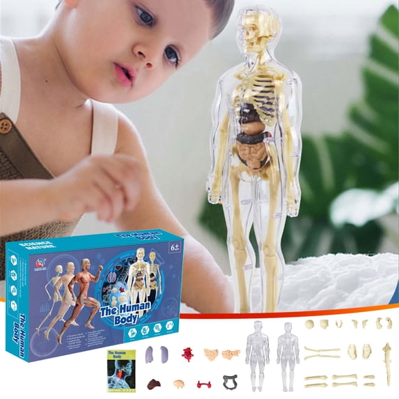 Kids Human Body Torso Model Toys,Scientific Anatomy Model Toys,Removable Parts DIY Toys,Early Learning Educational Toys,PVC Safe Durable Material Toys,Classroom Science Teaching Aids Model Toys