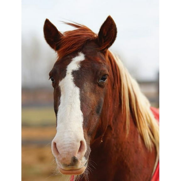 Kids Large Horse Journal: Wide Ruled Journal or Notebook, (Hardcover)