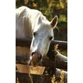 thumbnail image 1 of Kids Petite Equine Leftie Journal: Equine Themed Wide Ruled Journal or Notebook, (Paperback), 1 of 1