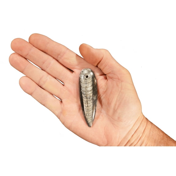 Kidz Rocks Orthoceras Fossil 3" Drilled Jewelry Polished Chakra Healing Stone Black Rock