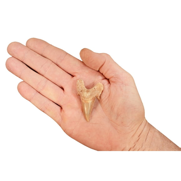 Kidz Rocks Shark Tooth 1 1/2" Fossil Raw Chakra Healing Stone Tan Rock Mineral