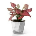 thumbnail image 1 of Kieccall Flower Pot With Attached Saucer Drainage Hole Design for Indoor Outdoor Garden Succulent Plants Gift, 1 of 8