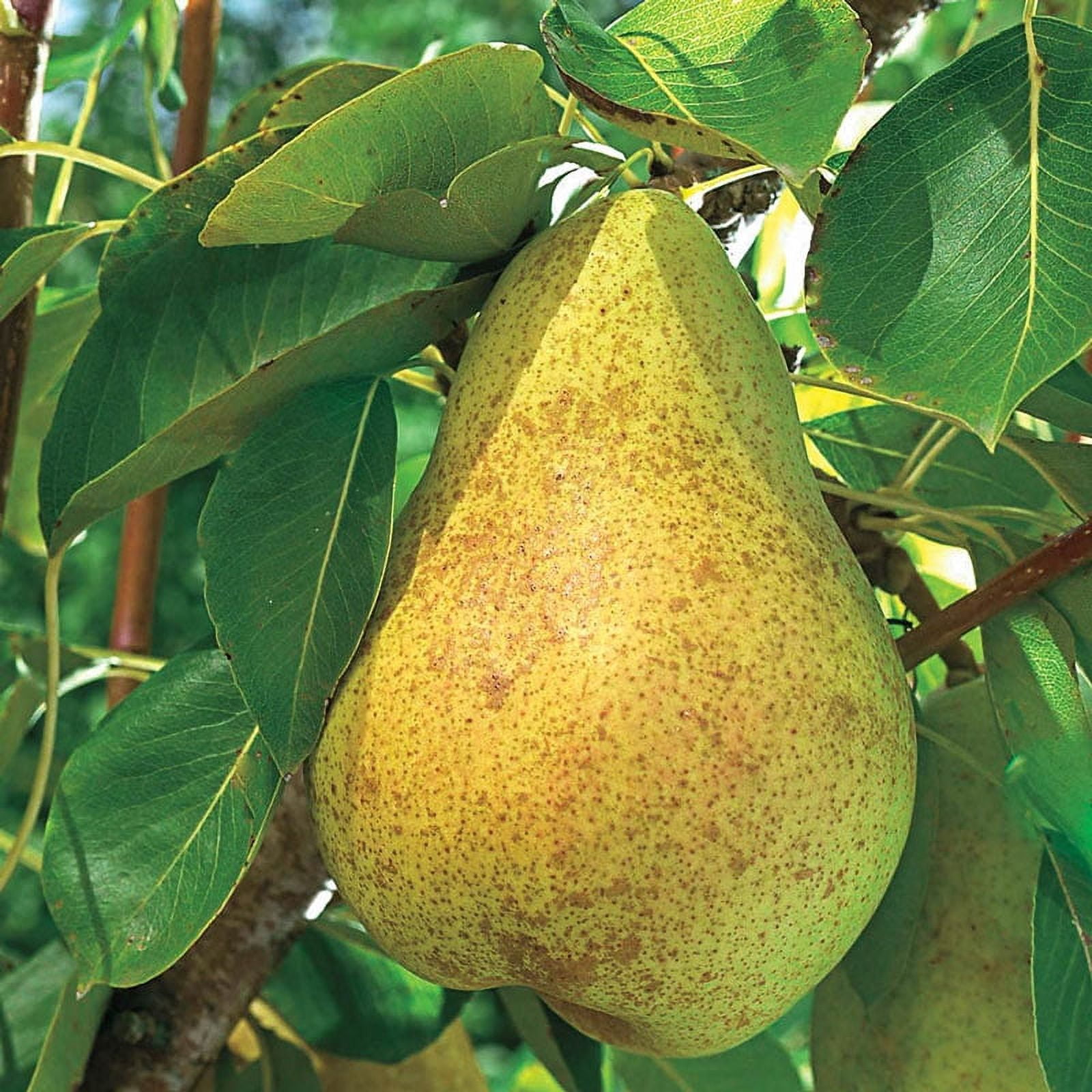 Kieffer Pear Tree Kieffer Pear Fruit Trees are grown in USDA zones 4