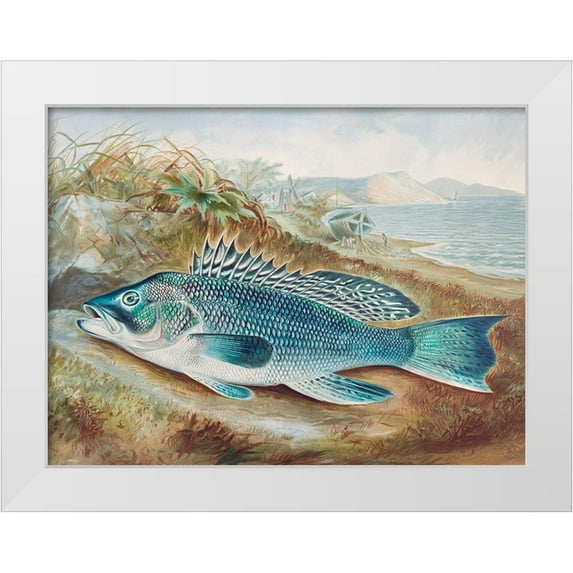 Kilbourne, Samuel 14x12 White Modern Wood Framed Museum Art Print Titled - The Sea Bass
