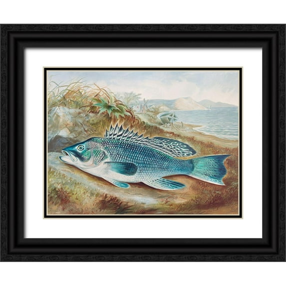 Kilbourne, Samuel 24x19 Black Ornate Wood Framed with Double Matting Museum Art Print Titled - The Sea Bass