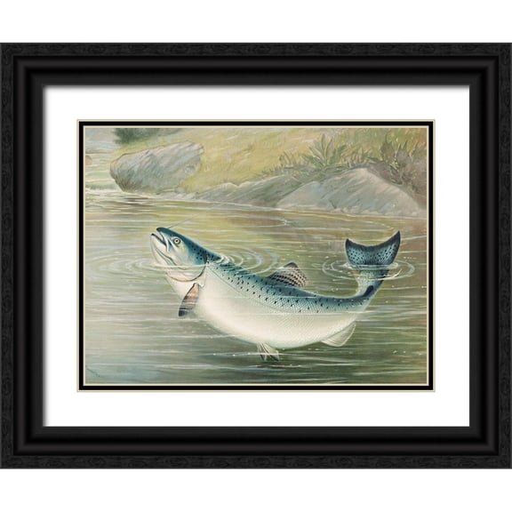 Kilbourne, Samuel 32x25 Black Ornate Wood Framed with Double Matting Museum Art Print Titled - The California salmon