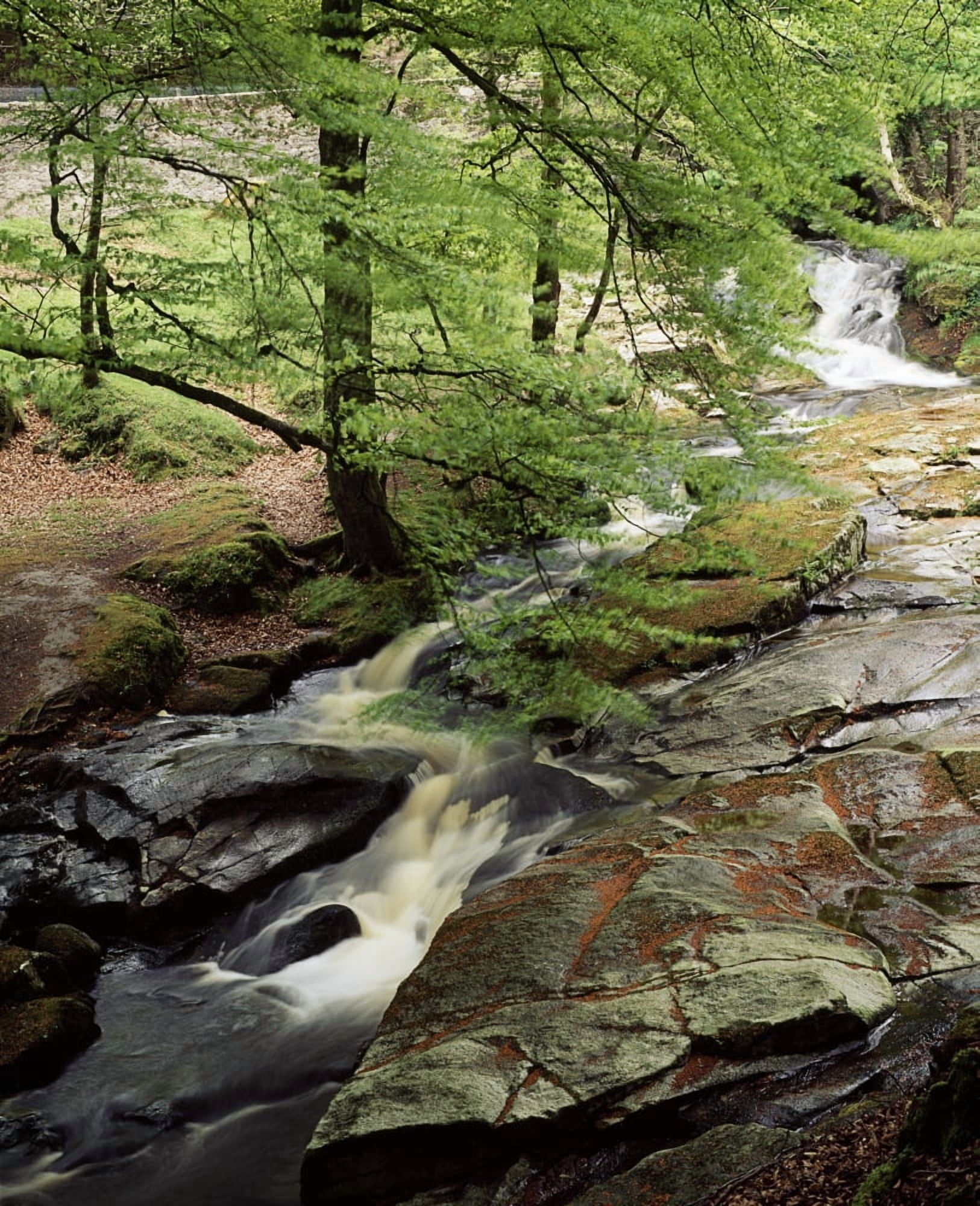 Kilbride Co Antrim Ireland Stream In The Woods Canvas Art - The Irish Image Collection Design Pics (14 x 18)