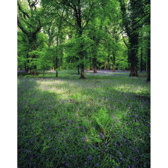 Killarney Co Kerry Ireland; Meadow In A Forest by The Irish Image Collection / Design Pics (13 x 17)