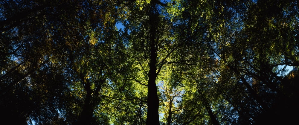 Killarney Co Kerry Ireland Sunlight Through Trees Canvas Art - The Irish Image Collection Design Pics (33 x 13)