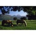 thumbnail image 1 of Killarney Co Kerry Ireland;Two Horses Grazing In A Paddock Poster Print, 1 of 3