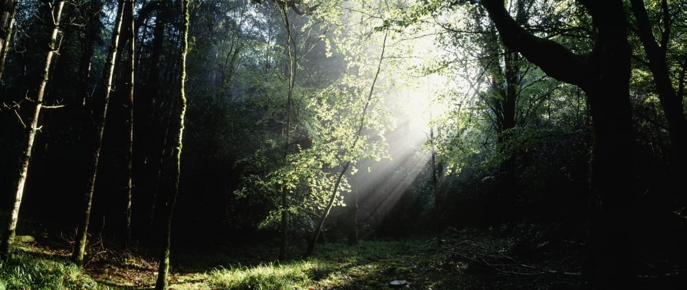 Killarney National Park Co Kerry Ireland Canvas Art - The Irish Image Collection Design Pics (33 x 14)