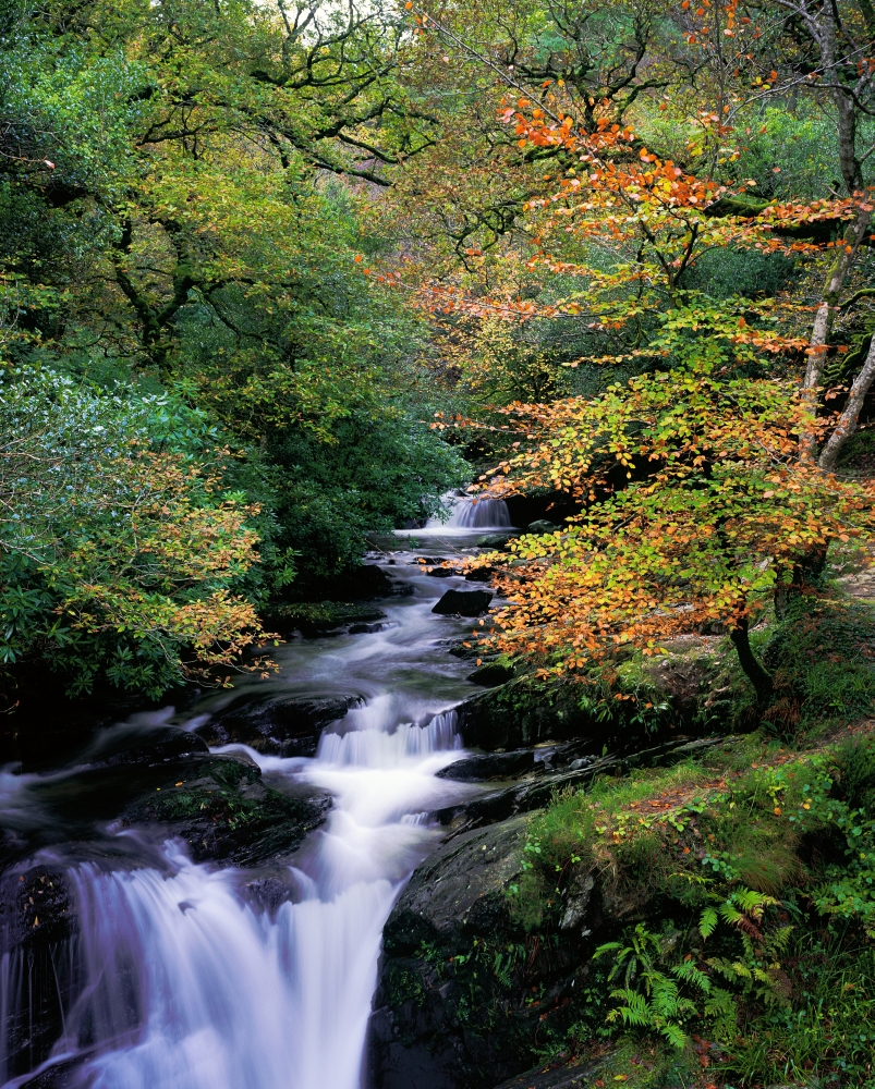 Killarney National Park Ring Of Kerry Co Kerry Ireland Unesco World Biosphere Reserve Canvas Art - The Irish Image Collection Design Pics (26 x 34)