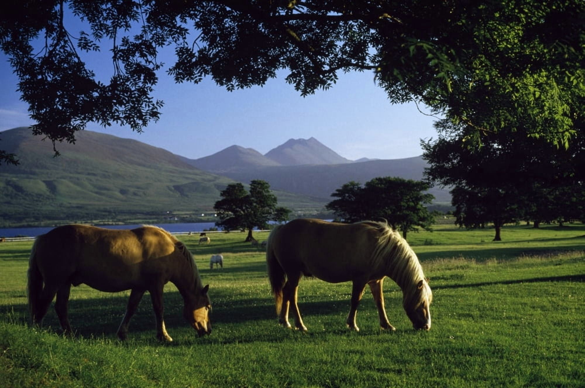 KillarneyCo KerryIrelandTwo Horses Grazing In A Paddock Canvas Art - The Irish Image Collection Design Pics (36 x 24)