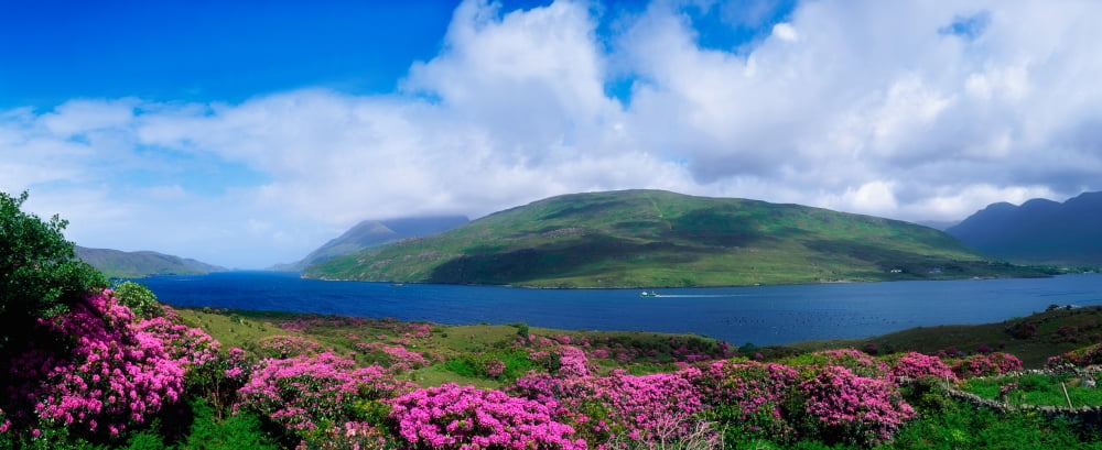 Killary Harbour County Galway Ireland Harbour Scenic With Wildflowers Canvas Art - The Irish Image Collection Design Pics (44 x 18)