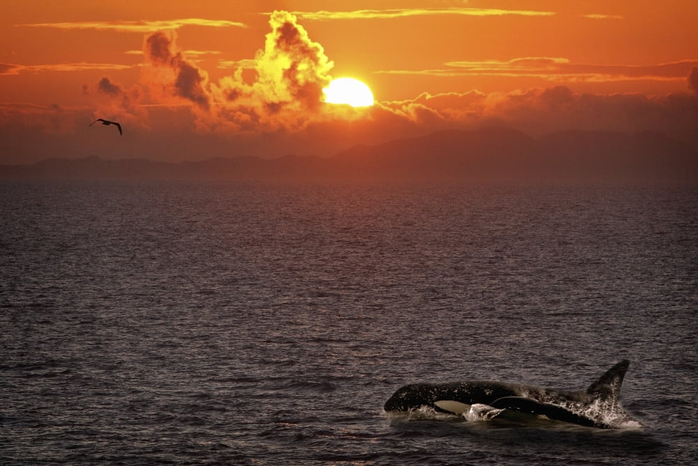 Killer Whale In The Water Canvas Art - Richard Wear Design Pics (17 x 11)