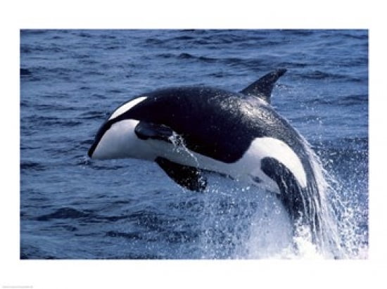 Killer Whale Orcinus Orca Atlantic Ocean Canvas Art - (24 x 18)