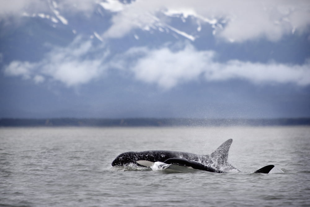 Killer Whales Alaska Canvas Art - Richard Wear Design Pics (18 x 12)