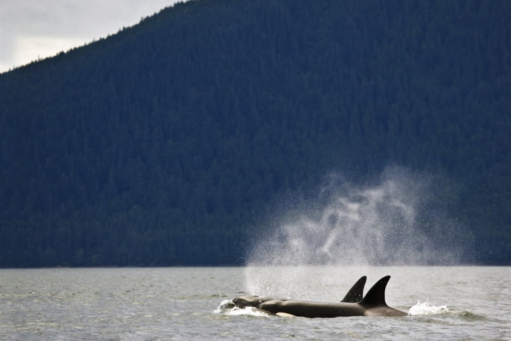 Killer Whales Alaska Usa Canvas Art - Richard Wear  Design Pics (36 x 24)