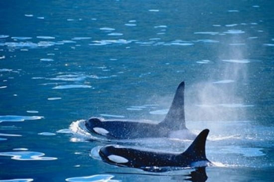 Killer Whales feeding in Johnstone Strait British Columbia Canada Canvas Art - Inger Hogstrom DanitaDelimont (15 x 10)