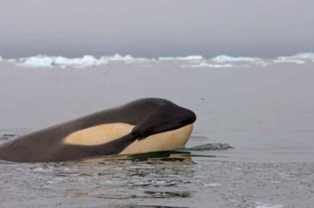 Killer whale Western Antarctic Peninsula Canvas Art - Steve Kazlowski DanitaDelimont (35 x 23)