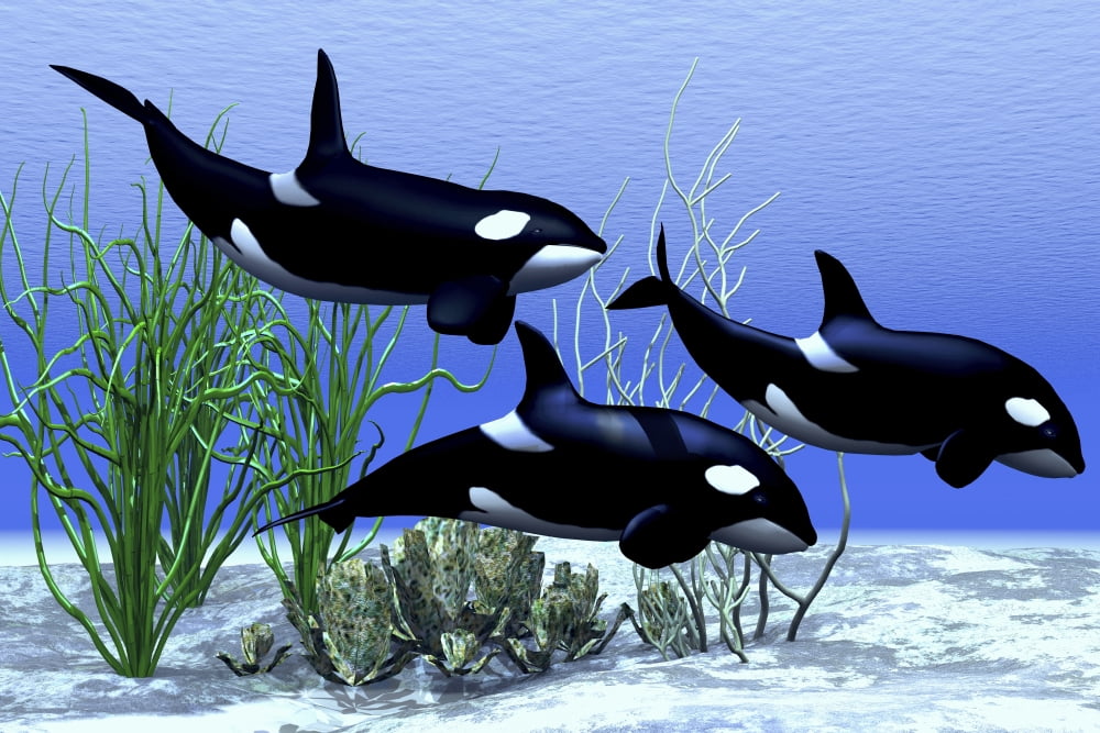 Killer whales hunt together in the beautiful clear ocean Canvas Art - Corey FordStocktrek Images (35 x 23)