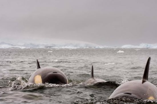 Killer whales pod western Antarctic Peninsula Canvas Art - Steve Kazlowski DanitaDelimont (35 x 23)