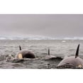 thumbnail image 1 of Killer whales pod, western Antarctic Peninsula Poster Print by Steve Kazlowski (35 x 23), 1 of 1