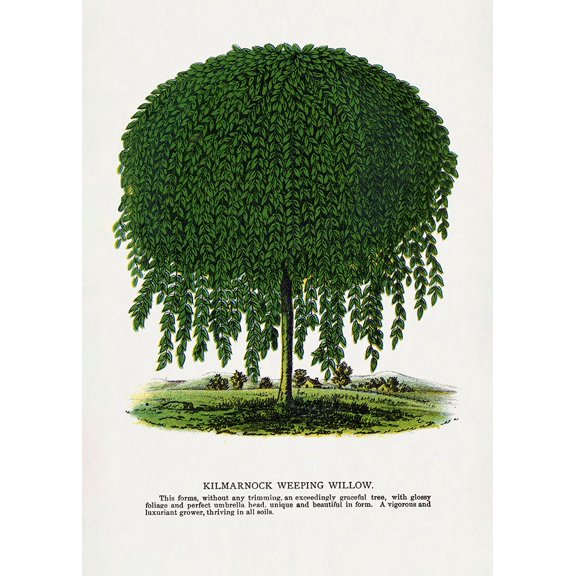 Kilmarnock Weeping Willow Tree Lithograph Poster Print - Specimen Rochester Botanical (24 x 36)