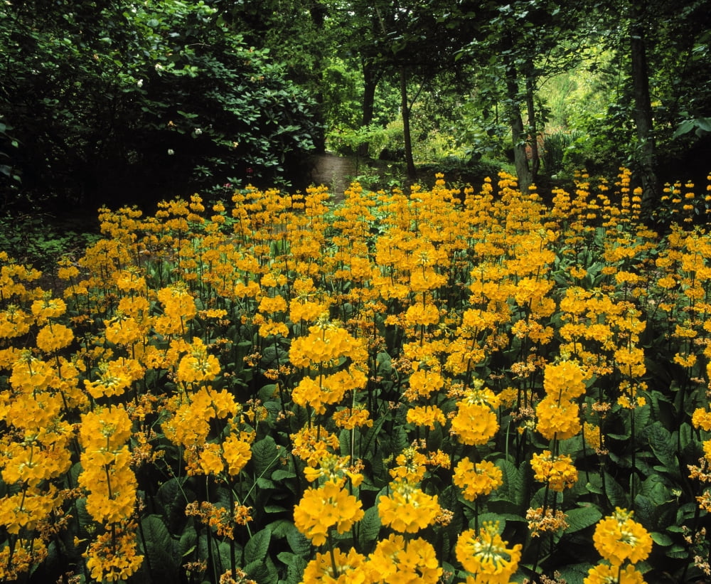 Kilmokea Co Wexford Ireland Wild Garden With Candelabra Primula Canvas Art - The Irish Image Collection Design Pics (30 x 24)