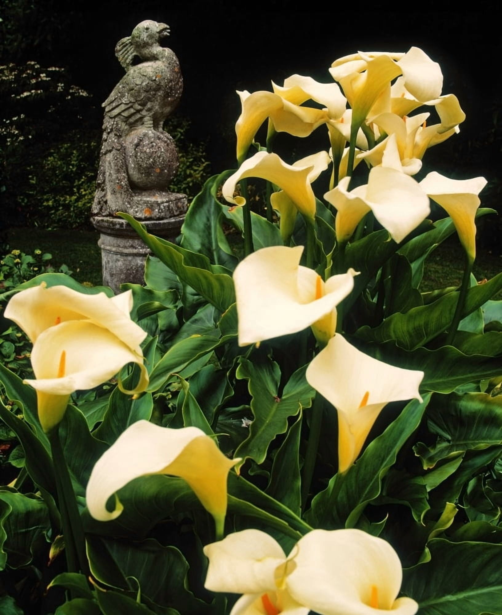 Kilmokea Country House And Gardens Co Wexford Ireland Peacock Sculpture And Arum Lilies Canvas Art - The Irish Image Collection Design Pics (12 x 15)