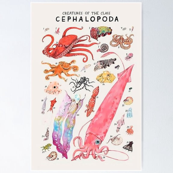 Kiloa Cephalopod Classification Educational Poster, 8x12 UNFRAMED