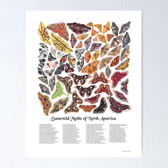 Kiloa Saturniid Moths Educational Chart Poster, 8x12 UNFRAMED