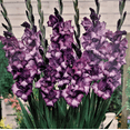 thumbnail image 1 of Kim Glamini Gladiolus 10 Bulbs - NEW! - Purple Shades - 10/12 cm, 1 of 4