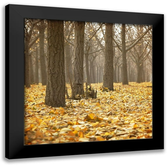 Kimberly, Allen 12x12 Black Modern Framed Museum Art Print Titled - Forest Floor 1