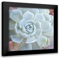 thumbnail image 1 of Kimberly, Allen 12x12 Black Modern Framed Museum Art Print Titled - Painted Succulent 2, 1 of 5